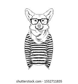 Humanized Welsh Corgi breed dog dressed up in navy outfits. Design for dogs lovers. Fashion anthropomorphic doggy illustration. Animal wear stripy frock, knitted scarf and glasses. Hand drawn vector.