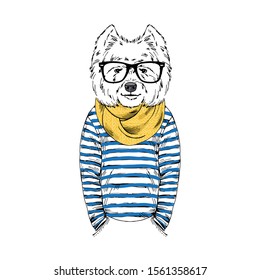 Humanized West Highland white terrier breed dog dressed up in navy outfits. Design for dogs lovers. Fashion anthropomorphic doggy illustration. Animal wear stripy frock, knitted scarf and glasses