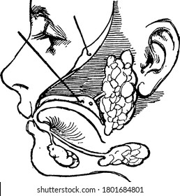 Humans have three paired major salivary glands (parotid, submandibular, and sublingual) as well as hundreds of minor salivary glands, vintage line drawing or engraving illustration.