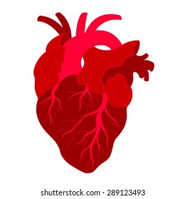 human's heart, red heart, vector illustration design