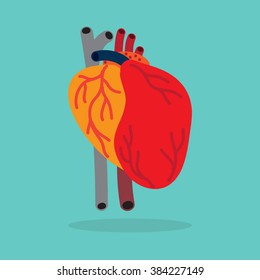 Human's Heart.Vector Illustration.
