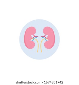 Humans kidney icon in circle, flat vector illustration isolated on white background. Anatomical internal organ sign for pharmacy product or medical presentation.