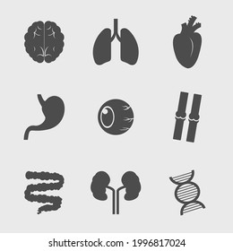 Human's Organ Icon - Vector
