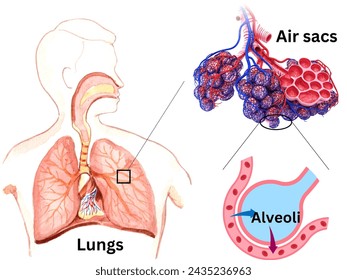 Human's Respiratory System diagram gaseous exchange