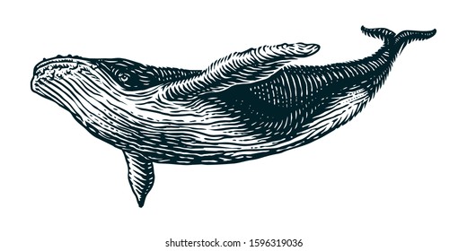 Humback whale vector engraving illustration