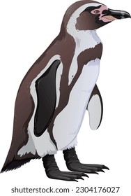 Humboldt Penguin on White Background illustration