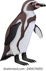 Humboldt Penguin on White Background illustration