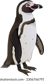 Humboldt Penguin on White Background illustration