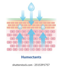 Humectantes, tipo de ilustração de vetor hidratante sobre fundo branco. A seção transversal da camada de barreira cutânea atrai umidade do ar para a pele e retira água da derme para a epiderme.