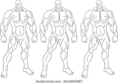Humen Anatomy Men Line Art Illustration 