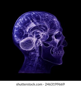 Humen brain and skull  x-ray film on a dark background, Healthcare and medicine concept