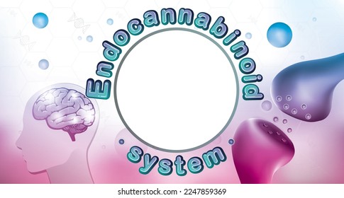  das humane Endocannabinoid-System und wie funktioniert es im Gehirn?