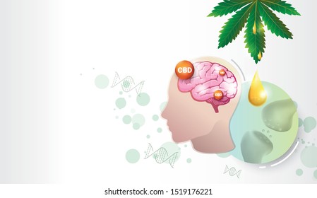 The Humen  Endocannabinoid System Work CBD Oil And Brain.