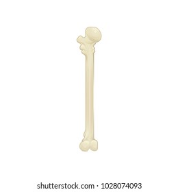 Humeral upper extremity - long bone in the arm. Part of human skeleton. Detailed anatomical illustration. Flat vector design for medical brochure or placard