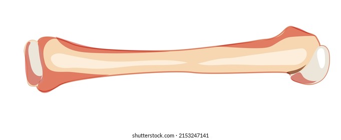 Humerus arm Skeleton Human front Anterior ventral view. Set of 3D Anatomically correct realistic flat natural color concept Vector illustration of anatomy isolated on white background