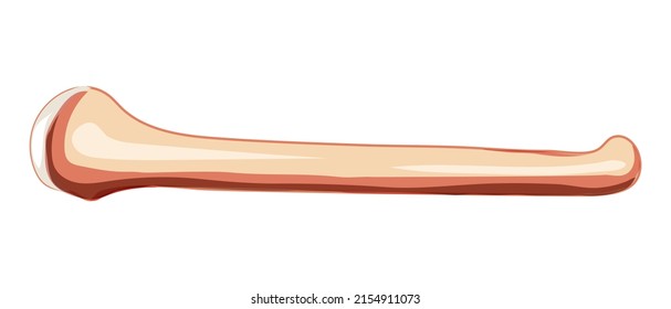 Humerus arm Skeleton Human side lateral view. Anatomically correct 3D realistic flat natural color concept Vector illustration of anatomy isolated on white background