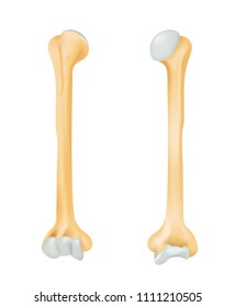 The humerus bone