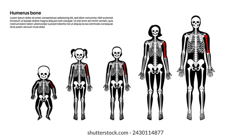 Humerus bone anatomy. Forearm in human skeletal system diagram. Skeleton in male, female, baby, child and adult silhouettes. Bones, cartilage and joints in body xray medical poster vector illustration