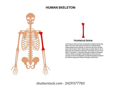 In: Humerus Bone Anatomy. Darstellung des Oberarms im menschlichen Skelettsystem. Skelett in männlicher Silhouette. Knochen, Knorpel und Gelenke im menschlichen Körper, Röntgenaufnahmen Schultern, Ellbogen und Becken