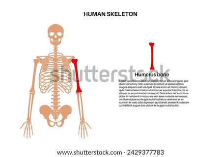 Humerus bone anatomy. Upper arm in human skeletal system diagram. Skeleton in male silhouette. Bones, cartilage and joints in man body, x ray shoulders, elbows and pelvis medical vector illustration