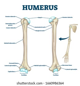 Medial Epicondyle Images Stock Photos Vectors Shutterstock