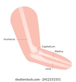 Humerus Capitellum Radius Uina Science Design Vector Illustration