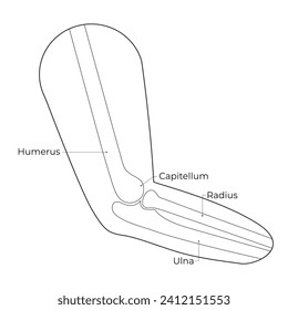 Humerus Capitellum Radius Uina Science Design Vector Illustration