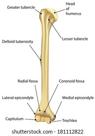 Similar Images, Stock Photos & Vectors of Bone Structure 3d