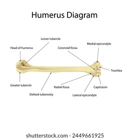 Diagrama con etiqueta del húmero, diagrama de costillas, diagrama de costillas humanas