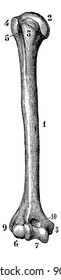 Humerus der rechten Seite (von der Vorderseite), vintage gravierte Illustration. Wörterbuch der gewöhnlichen Medizin von Dr. Labarthe - 1885