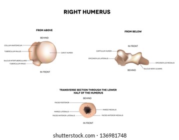 Humerus- upper arm bone, from above, from below and transverse section through of the lower half of the humerus.  Detailed medical illustration. Latin medical terms. Isolated on a white background.