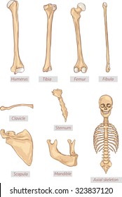 Humerus, Tibia, Femur, Fibula, Clavicle, Sternum, Scapula, mandible, axial Skelett detaillierte medizinische Illustrationen .Latin Medical terms. Einzeln auf weißem Hintergrund.