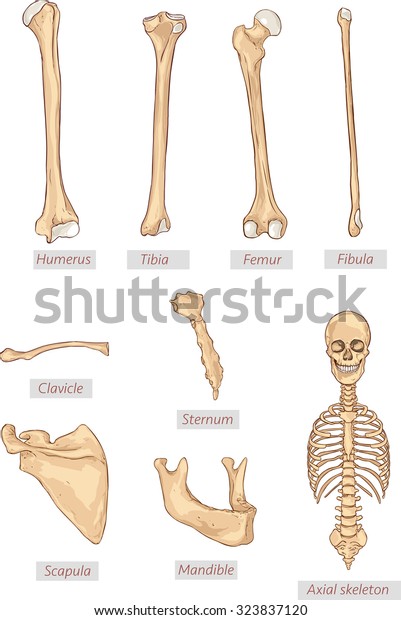 Humerustibiafemurfibulaclaviclesternumscapulamandibleaxial Skeleton ...