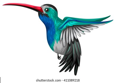 Humingbird flying on white background illustration