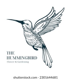 humming bird or colibri bird hand drawing illustration, isolated vector design.