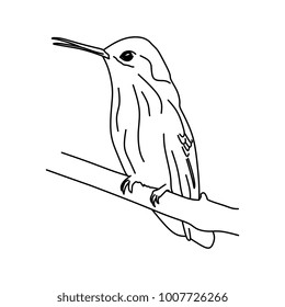 Humming bird, Colibri hand drawn line art isolated in white background.