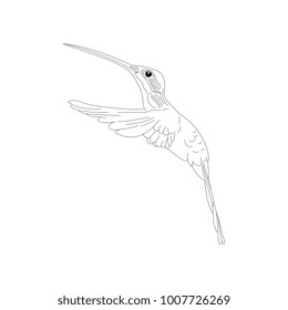 Humming bird, Colibri hand drawn line art isolated in white background.