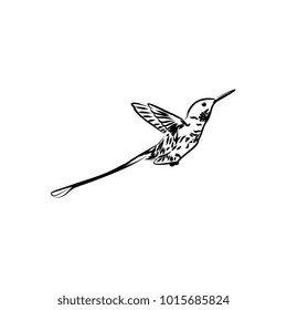 humming bird drawing. Hand drawn line art cute bird.