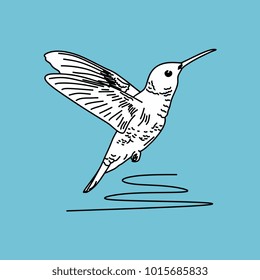 humming bird drawing. Hand drawn line art cute bird.