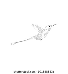 humming bird drawing. Hand drawn line art cute bird.