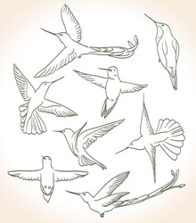 Humming Bird Drawing In Line Art Style