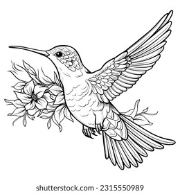 humming bird with flower, isolated in white background, illustration.