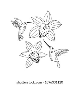 Humming bird fly around orchid flower isolated illustration. Jungle bird black and white childish graphic drawing Perfect for one colour silk screen printing t-shirt design