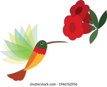 Vector de ilustraciones de aves de barrido aislado en fondo blanco