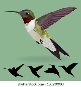humming bird vector