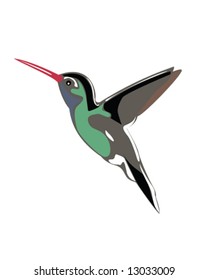 humming bird vector illustration