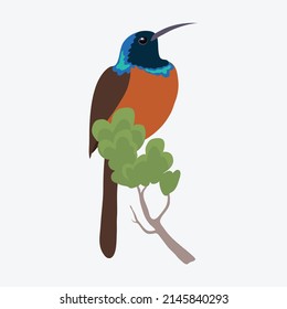 Humming bird vector illustration isolated