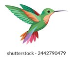 Humming Bird vector illustration on white background