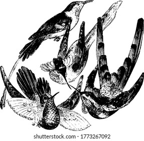 Pájaros que tardan de diferentes tamaños y que sólo son similares en sus letras largas y delgadas, dibujo de líneas vintage o ilustración de grabado.