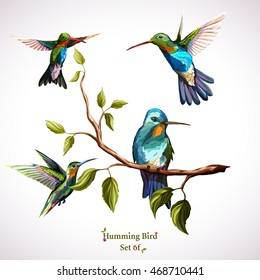 Humming birds. Set of four humming bird. Hand drawn, watercolor.  Vector - stock